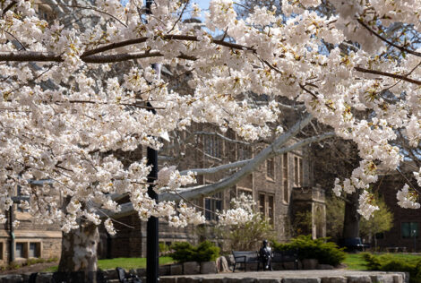 Cherry blossom trees on campus